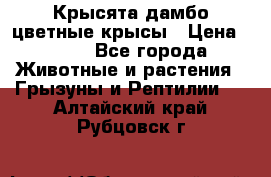 Крысята дамбо цветные крысы › Цена ­ 250 - Все города Животные и растения » Грызуны и Рептилии   . Алтайский край,Рубцовск г.